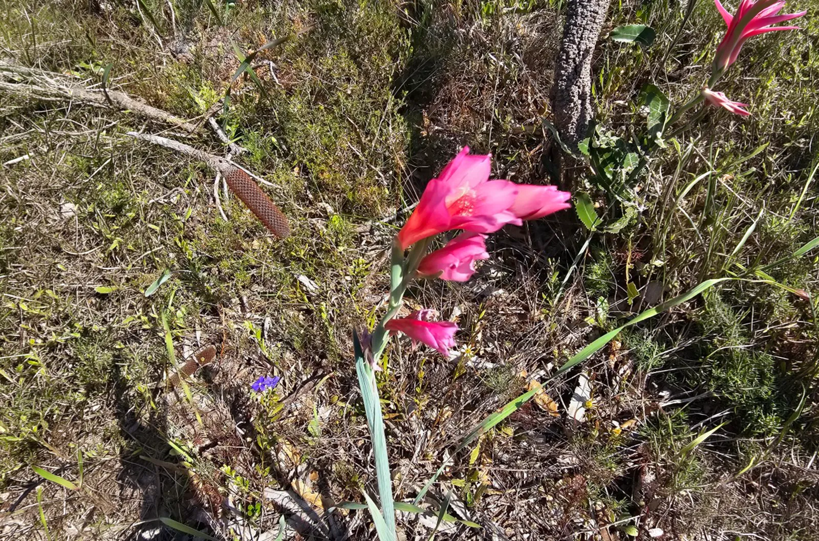Perth - Pulling Weeds - pink flowers resembling gladiolus are an invasive species from South Africa Pulling Weeds - pink flowers resembling gladiolus are an invasive species from South Africa