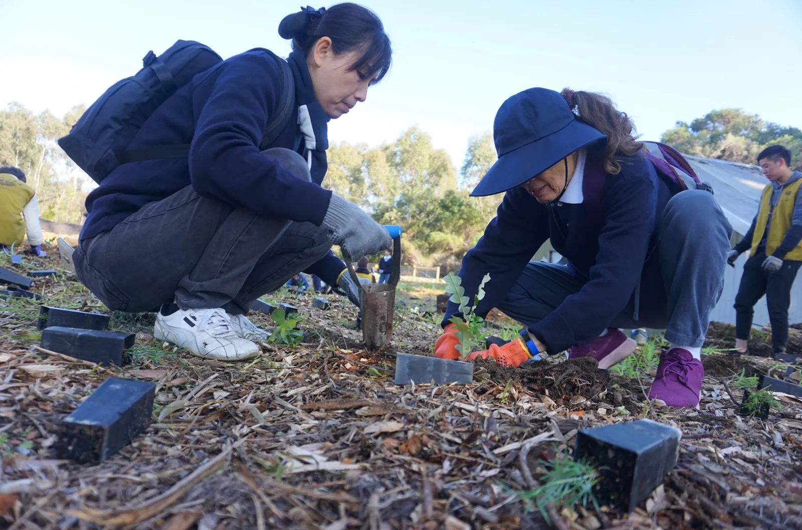 Perth - Environmental Protection - Volunteers planting sapling Environmental Protection - Volunteers planting sapling