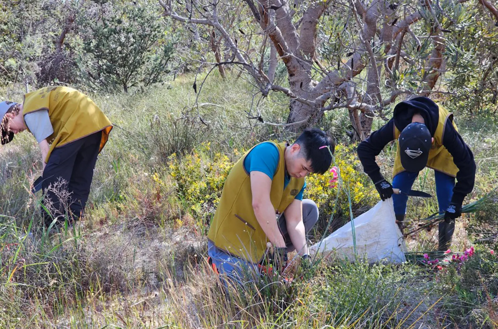 Pulling Weeds - High School Students Who Joined The Activity During Their Holiday