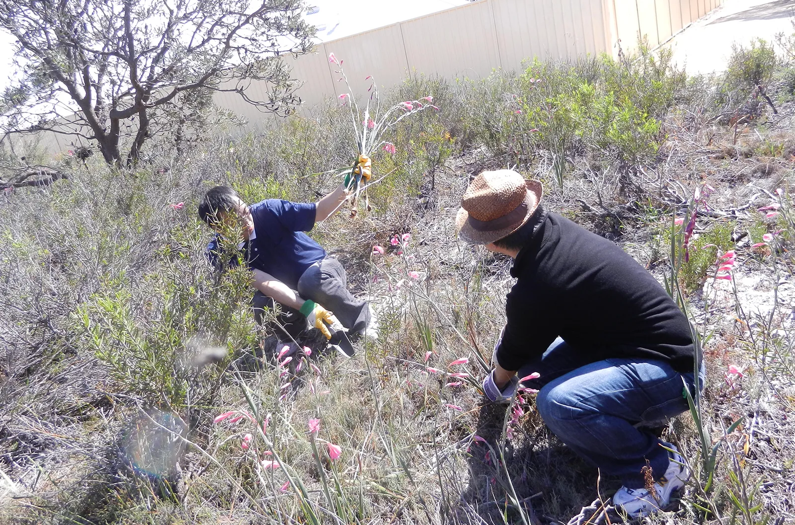 Pulling Weeds - Invasive Bulb Plant