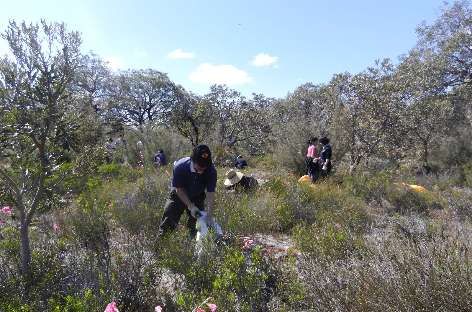 Pulling Weeds - Tzu Chi volunteers removed weeds under the blazing sun